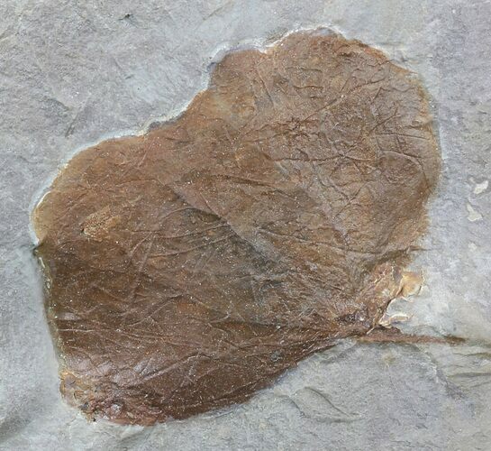 Fossil Leaf (Zizyphoides flabellum) - Montana #52243